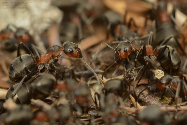 Formica pratensis - réti vöröshangya