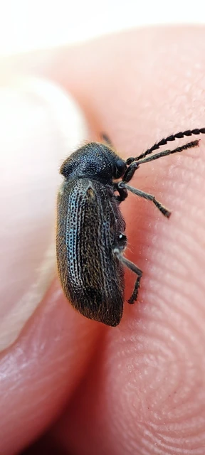 Hedobia pubescens - szőrös álszú