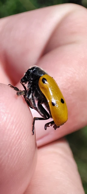 Lachnaia sexpunctata - szőrösnyakú zsákhordóbogár