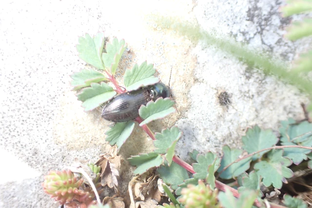Selatosomus