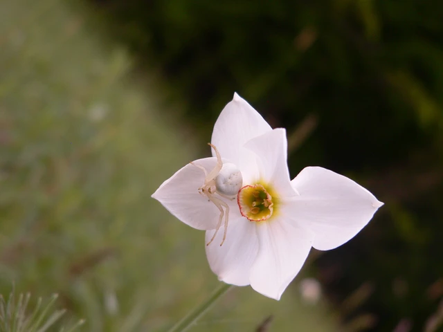 Misumena vatia - viráglakó karolópók