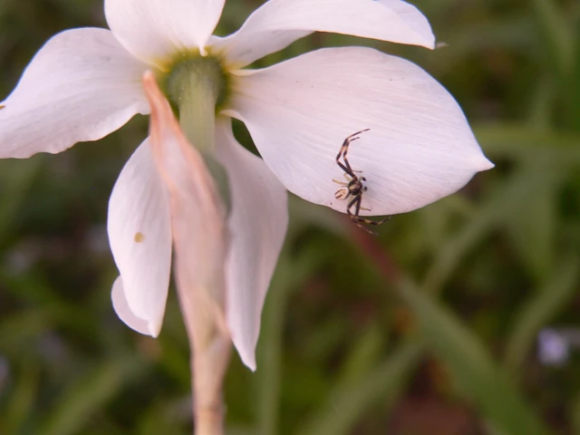 Misumena vatia - viráglakó karolópók