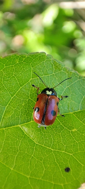Cryptocephalus cordiger - szíves zömökbogár