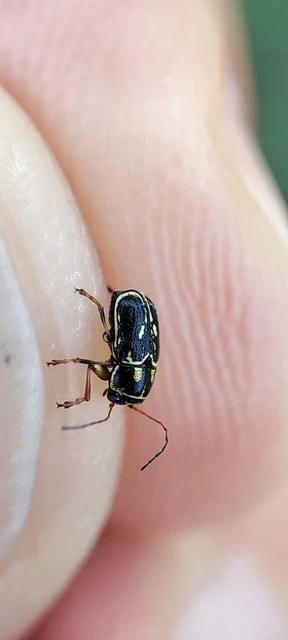 Pachybrachis fimbriolatus - feketevégű tömzsibogár Pachybrachis fimbriolatus - feketevégű tömzsibogár