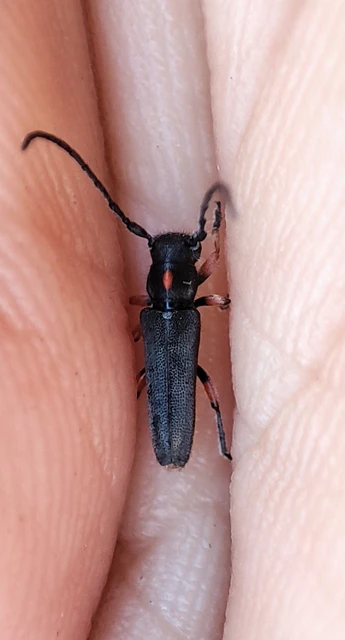 Phytoecia pustulata - parányi fűcincér