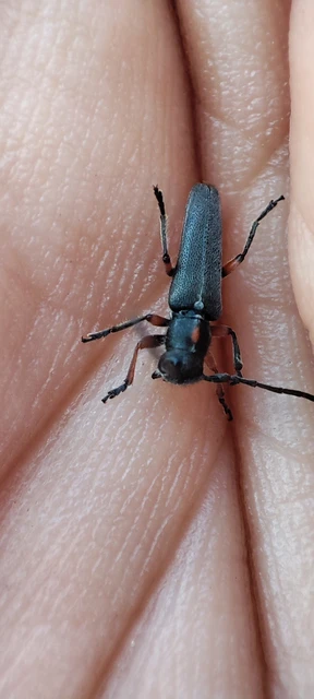 Phytoecia pustulata - parányi fűcincér