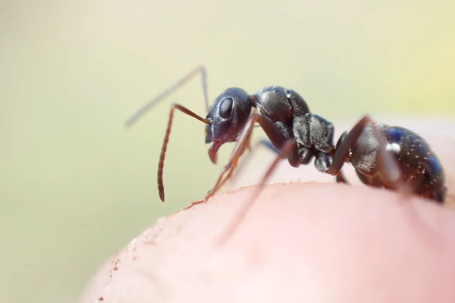 Formica fusca - kormos rabszolgahangya