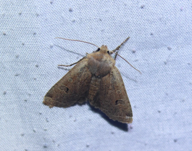 Conistra erythrocephala - vörösfejű őszibagoly
