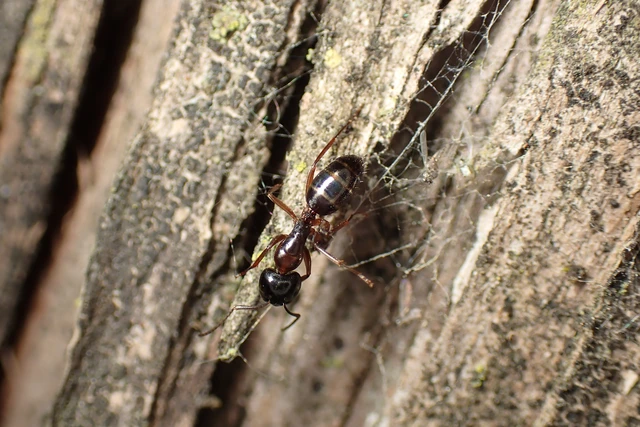 Camponotus fallax - ligeti lóhangya