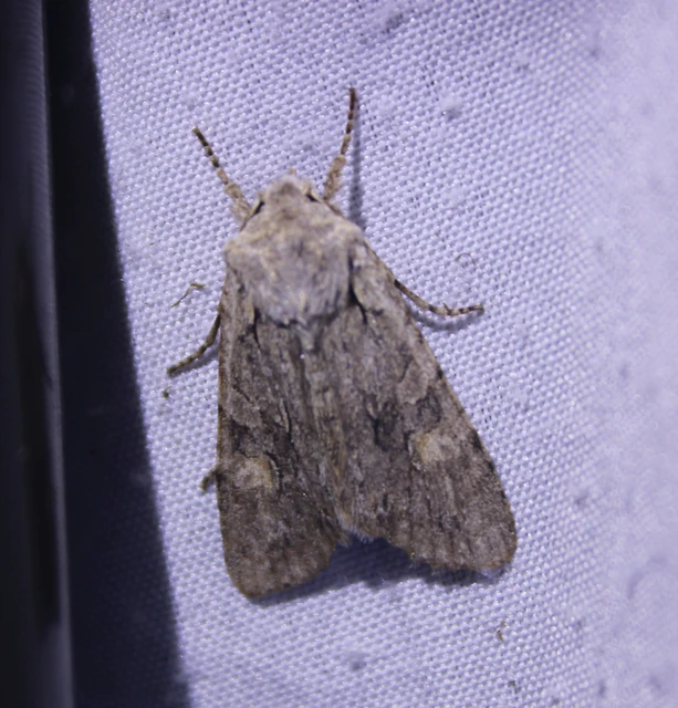 Lithophane ornitopus - közönséges fabagoly