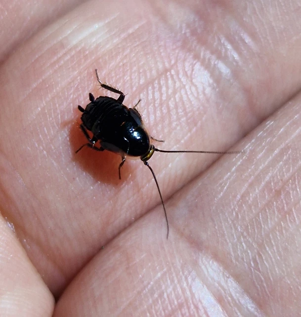 Blattodea - Csótányok Blattodea - Csótányok