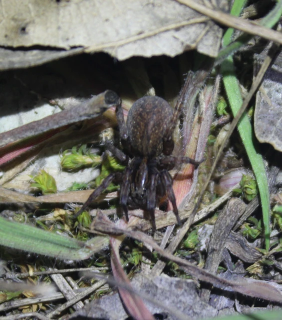 Trochosa