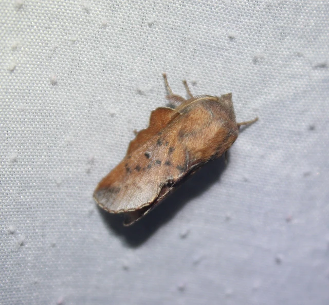 Phyllodesma tremulifolia - nyárlevélpohók