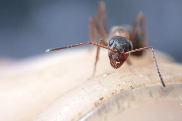 Formica rufibarbis - vörös rabszolgahangya