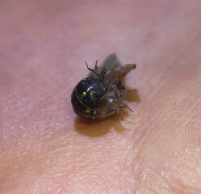 Isopoda - Ászkarákok