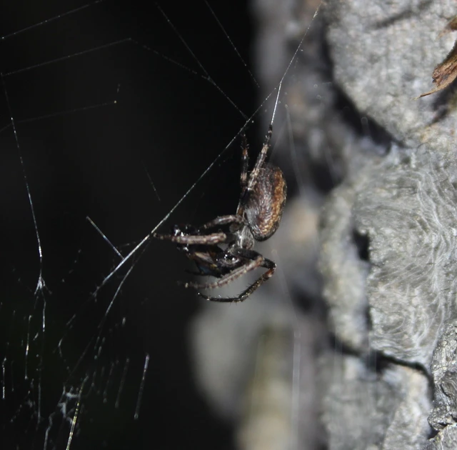 Araneidae - keresztespókok