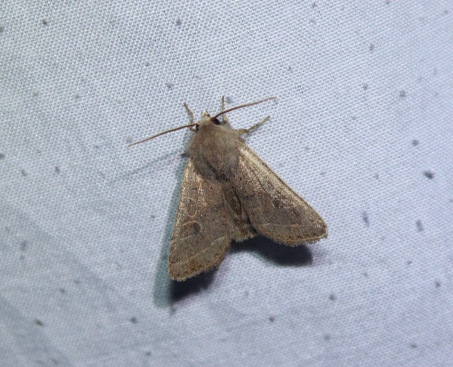 Orthosia cerasi - közepes barkabagoly