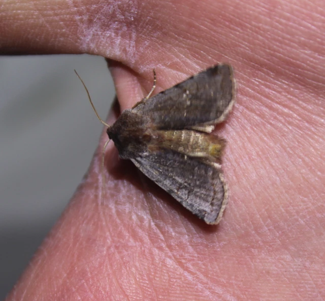 Cerastis rubricosa - vörhenyes tavaszibagoly