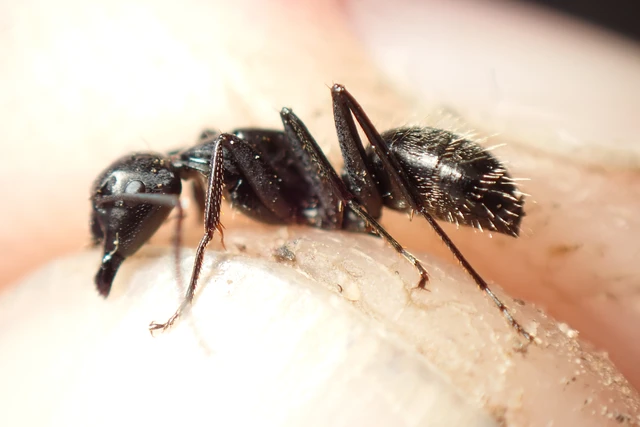 Camponotus vagus - fekete lóhangya