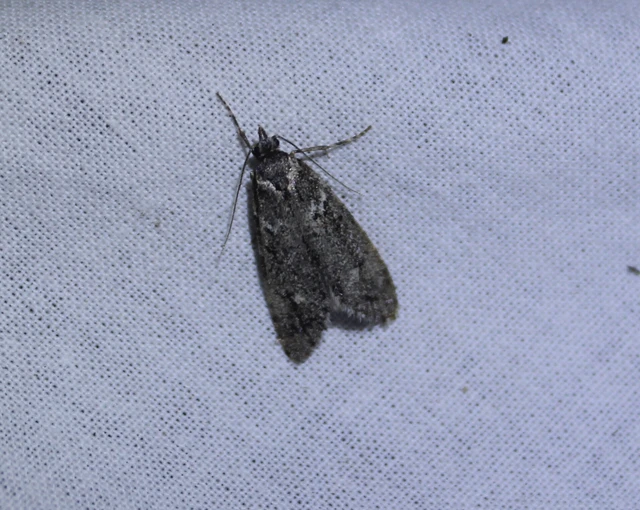 Diurnea fagella - szürke tavaszimoly