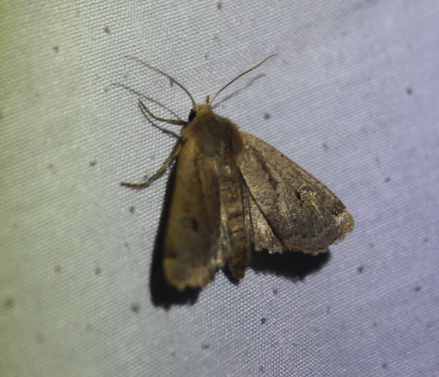Conistra erythrocephala - vörösfejű őszibagoly