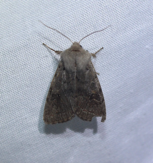 Orthosia populeti - nyárfa-barkabagoly