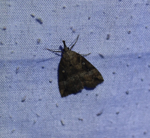 Hypena rostralis - közönséges karcsúbagoly