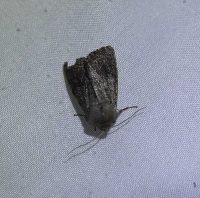 Orthosia populeti - nyárfa-barkabagoly