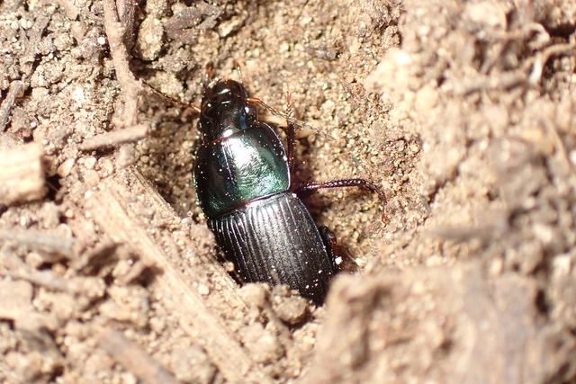 Harpalus dimidiatus - nyugati lomhafutó