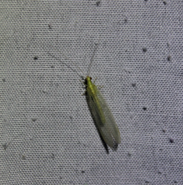 Neuroptera - Recésszárnyúak
