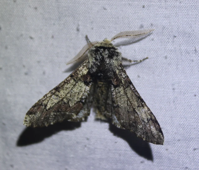 Biston strataria - barnapettyes araszoló
