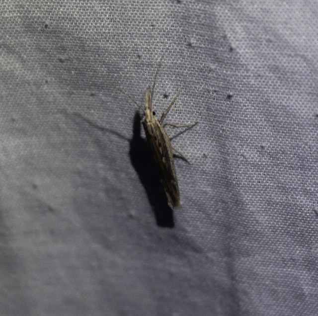 Ypsolopha mucronella - kecskerágómoly