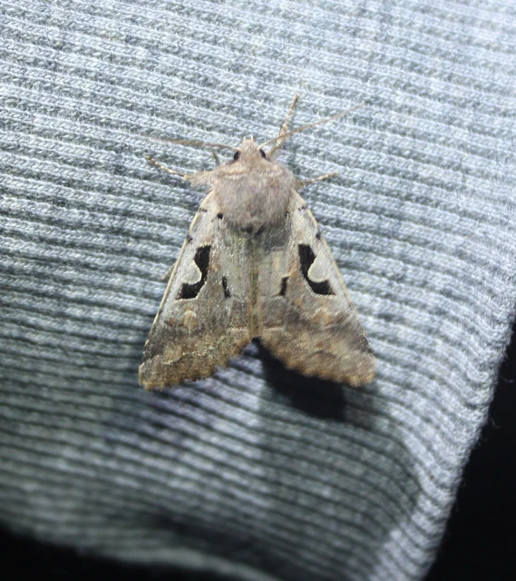 Orthosia gothica - feketefoltos barkabagoly