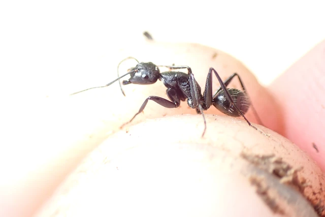 Camponotus vagus - fekete lóhangya