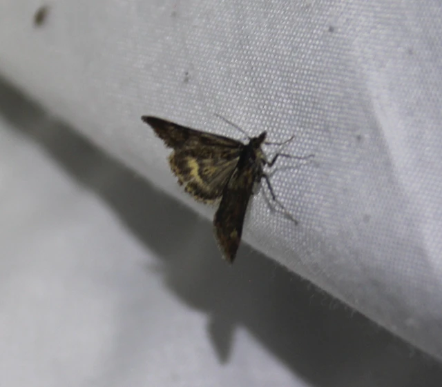 Pyrausta despicata - réti bíbormoly
