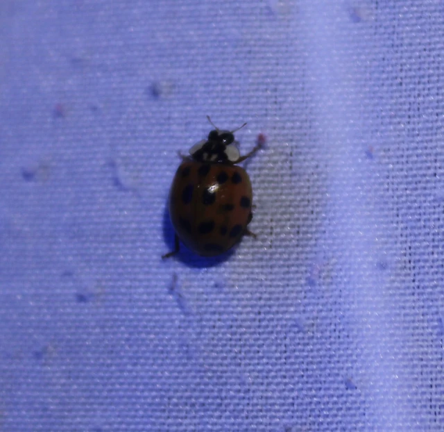 Harmonia axyridis - harlekinkatica