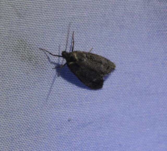 Diurnea fagella - szürke tavaszimoly