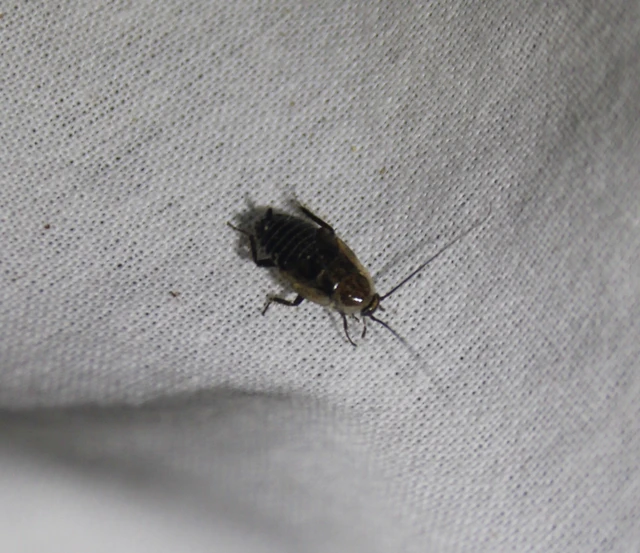 Blattodea - Csótányok Blattodea - Csótányok