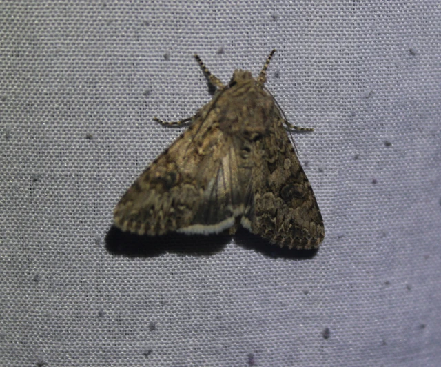 Hadula trifolii - lóherebagoly