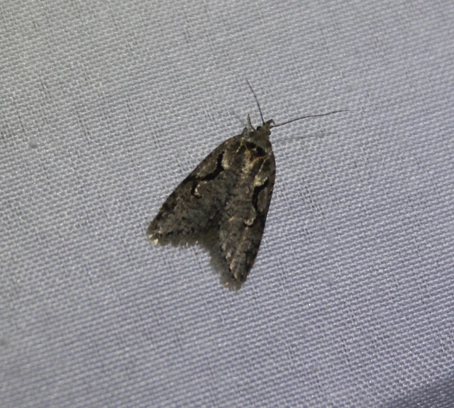 Semioscopis steinkellneriana - levélszövő laposmoly