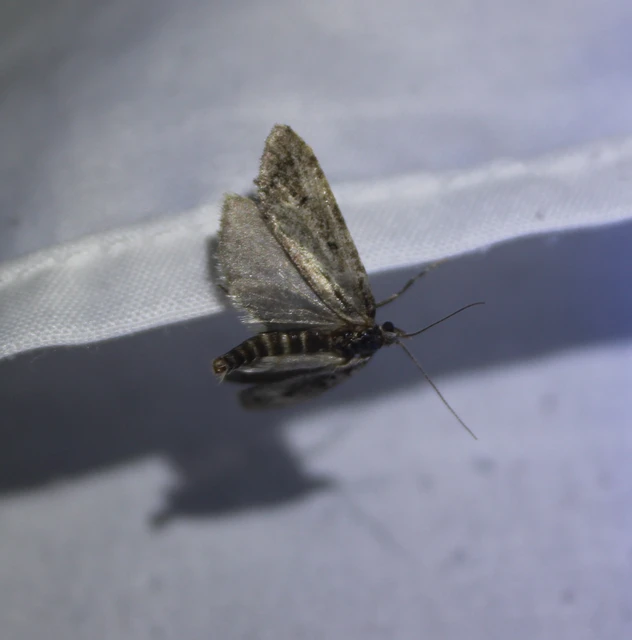 Diurnea fagella - szürke tavaszimoly