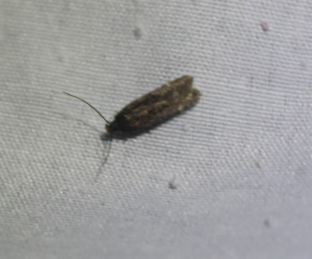 Gelechiidae - sarlósajkú-molylepkefélék