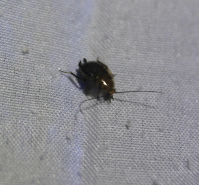 Blattodea - Csótányok Blattodea - Csótányok