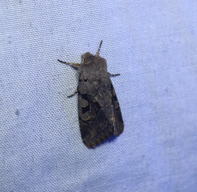Orthosia gothica - feketefoltos barkabagoly