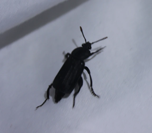 Necrodes littoralis - nagy dögbogár