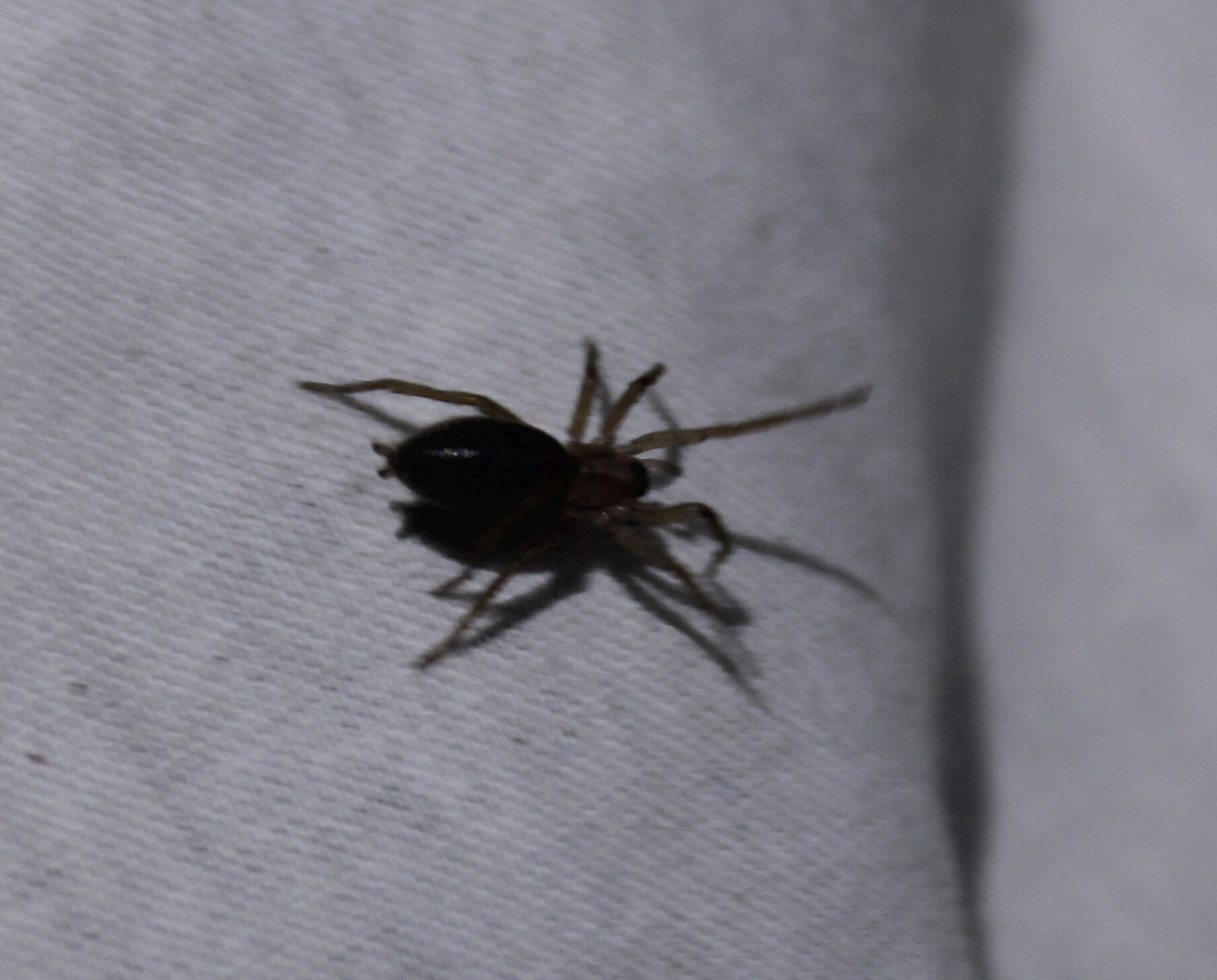 Gnaphosidae - kövipókok