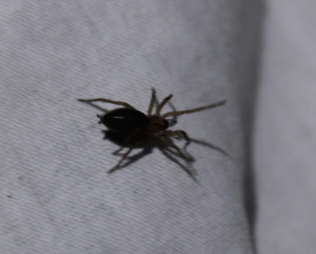 Gnaphosidae - kövipókok