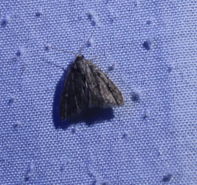 Nola cicatricalis - szürke pamacsosszövő