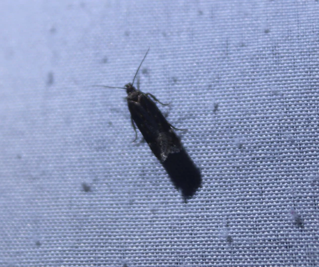 Gelechiidae - sarlósajkú-molylepkefélék