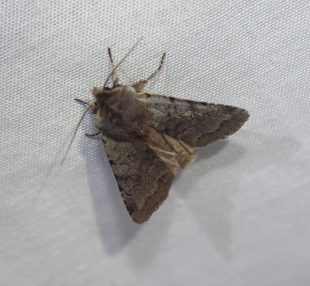 Cerastis rubricosa - vörhenyes tavaszibagoly